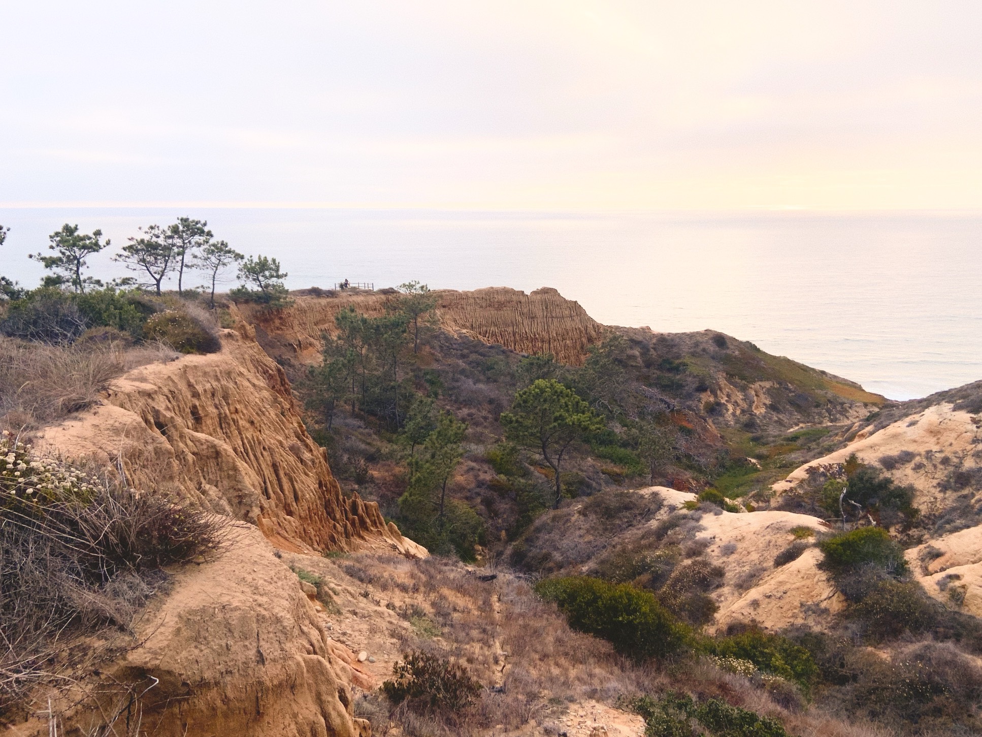 Torrey Pines landscape